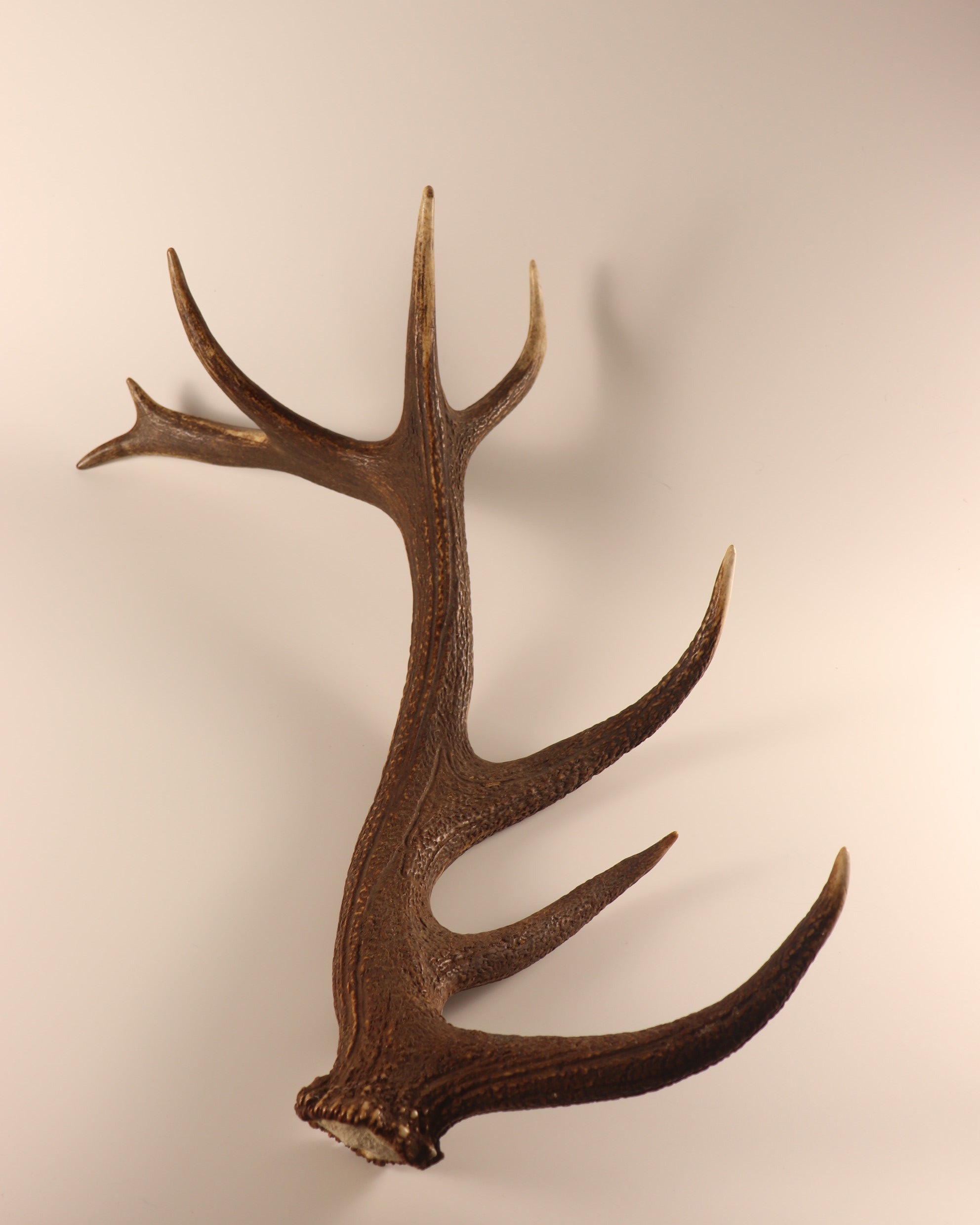 Geweih Hirschhorn Abwurfstange