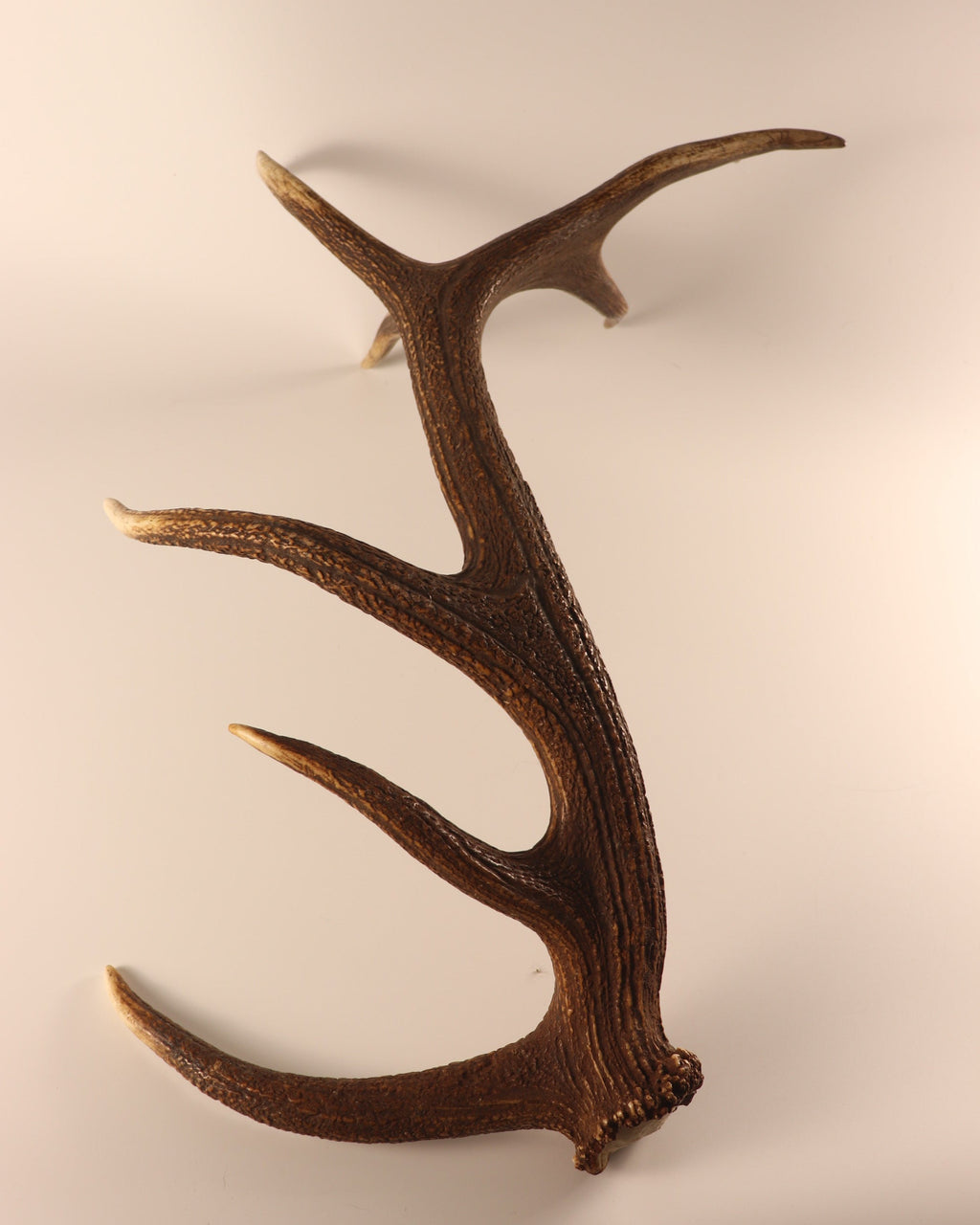 Geweih Hirschhorn Abwurfstange