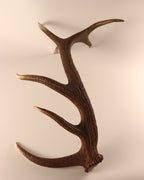 Geweih Hirschhorn Abwurfstange