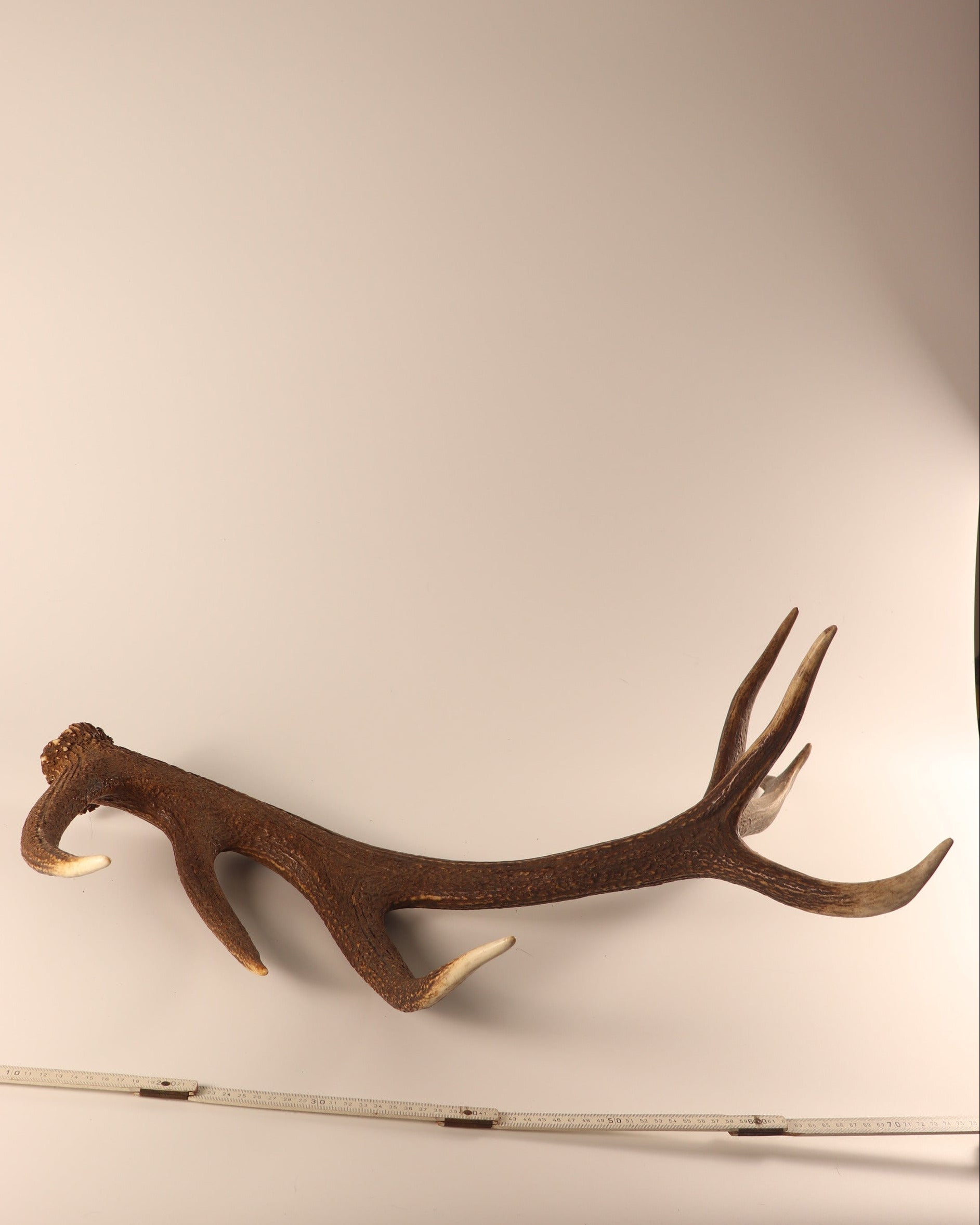Geweih Hirschhorn Abwurfstange