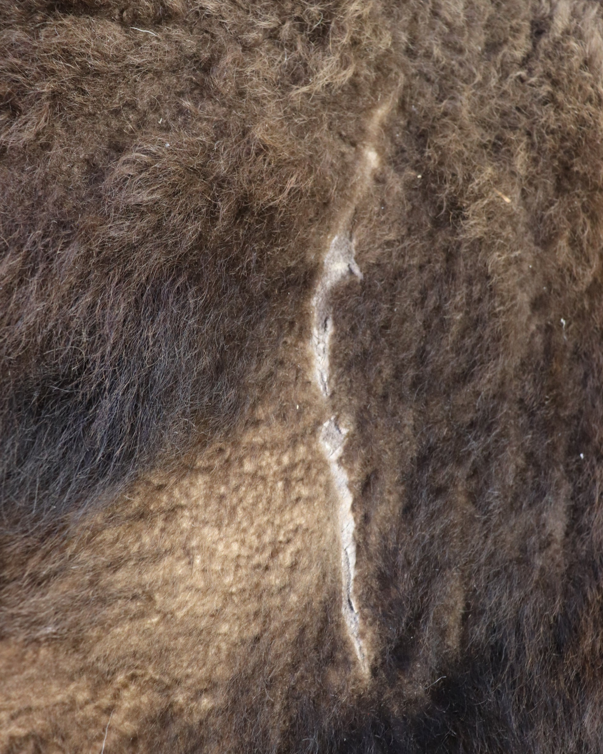 Bisonfell