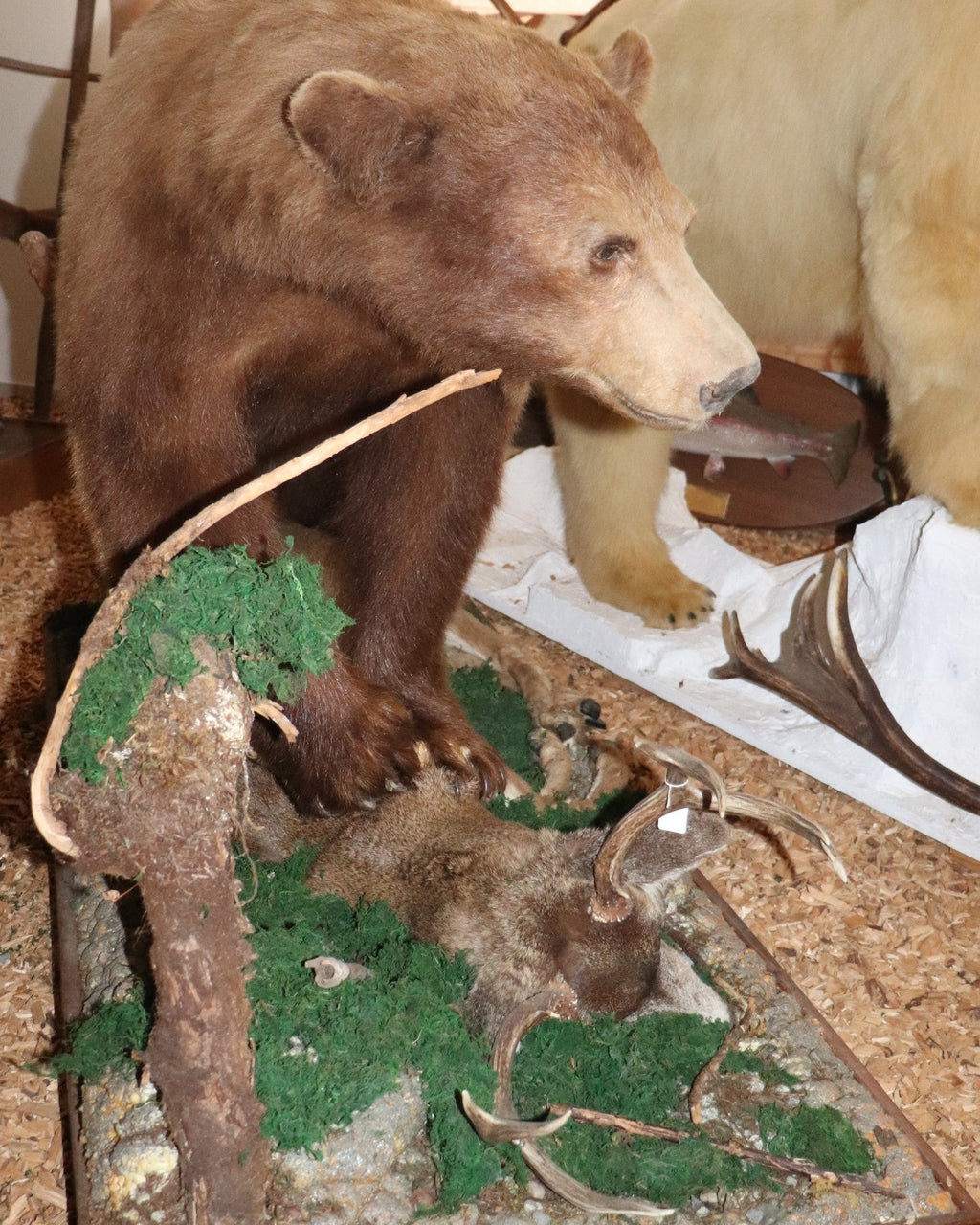 Schwarzbärpräparat mit Weißwedelhirsch