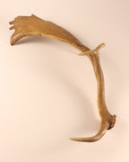 Damhirschstange mit Gravur