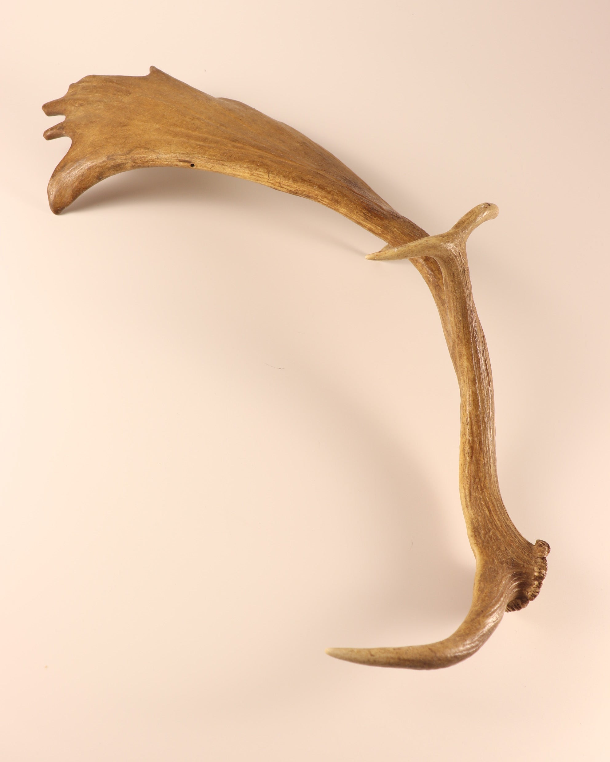 Damhirschstange mit Gravur