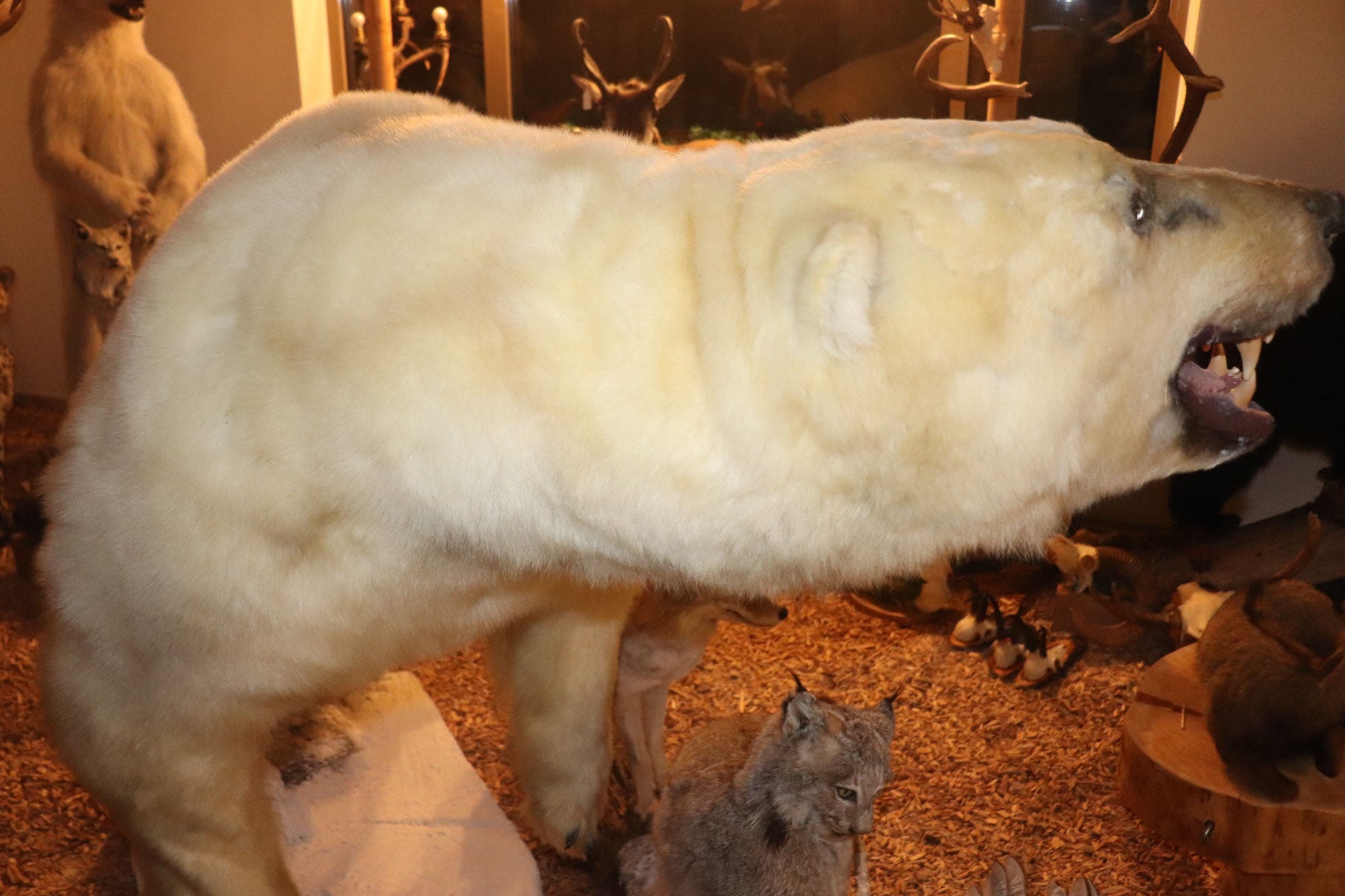 Eisbär Präparat laufend