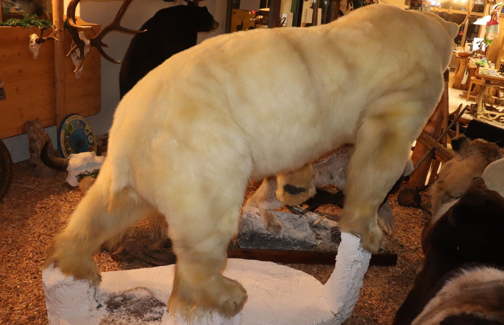 Eisbär Präparat laufend