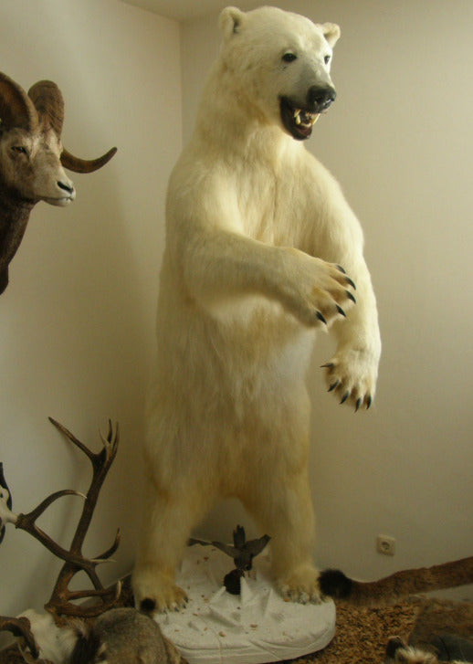 Eisbär Präparat stehend