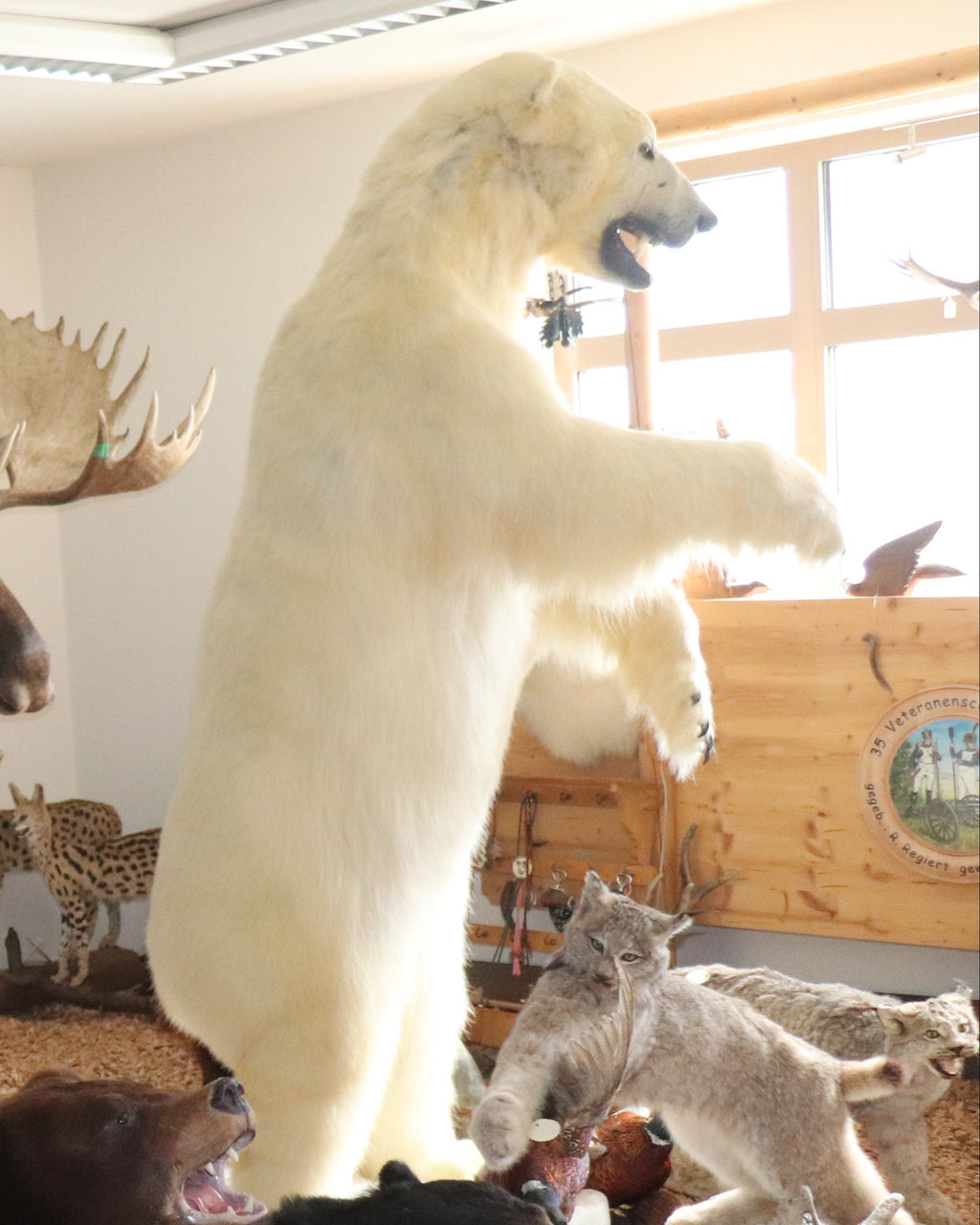 Eisbär Präparat stehend
