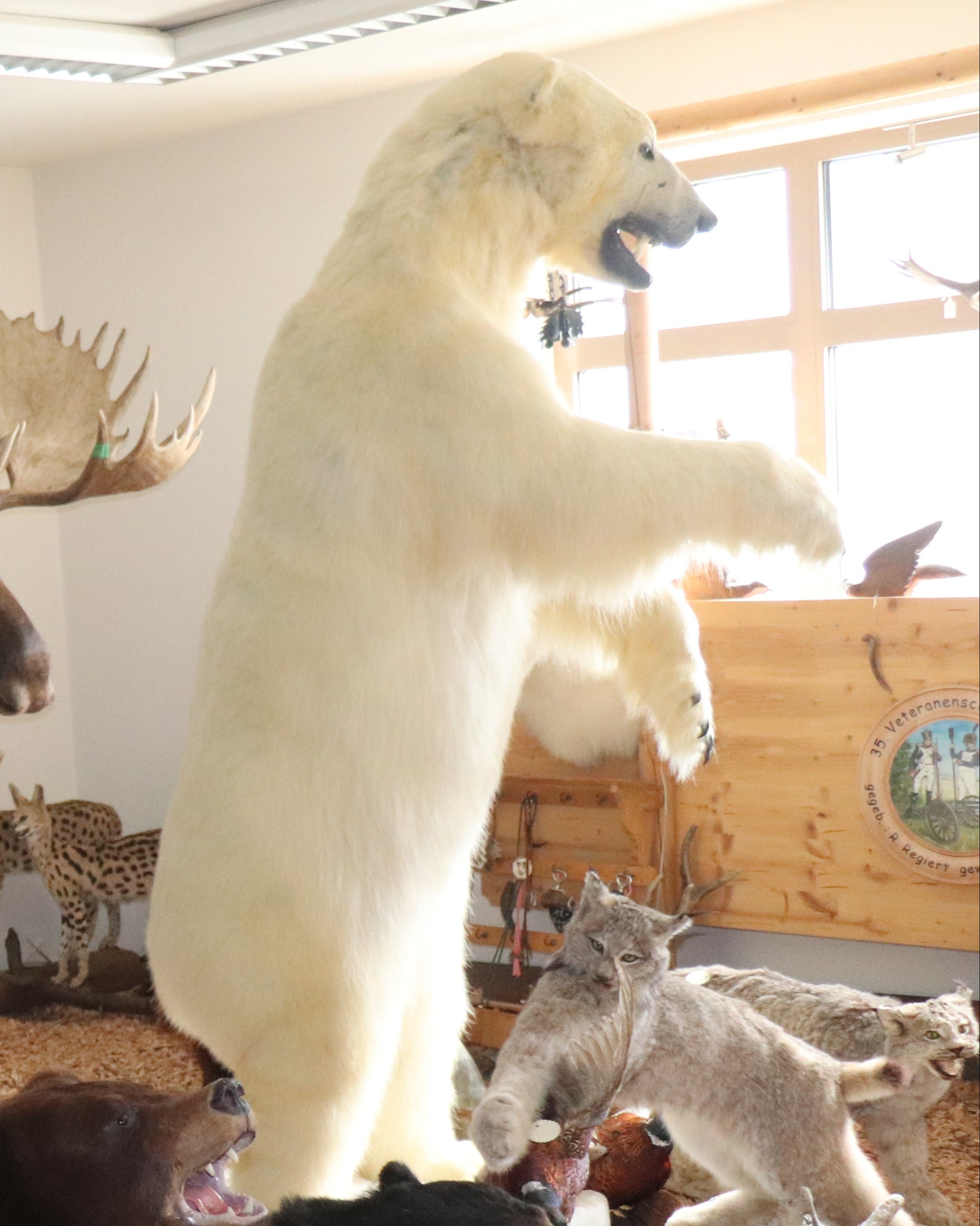 Eisbär Präparat stehend