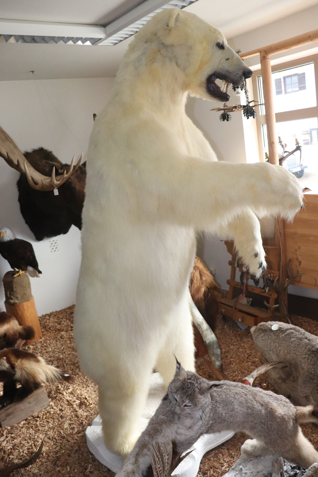 Eisbär Präparat stehend