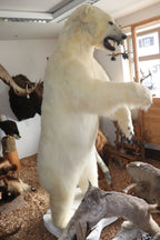 Eisbär Präparat stehend