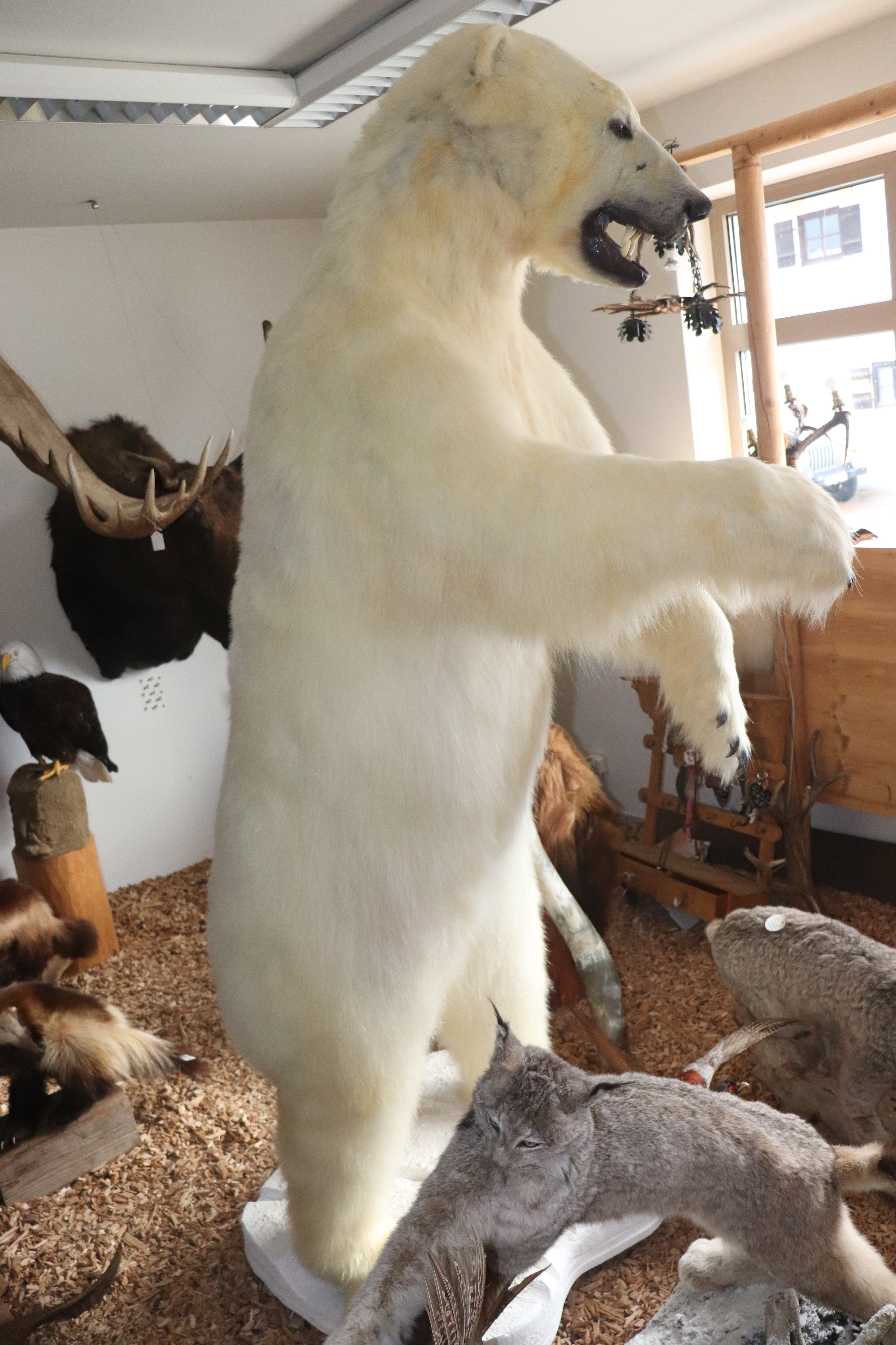 Eisbär Präparat stehend