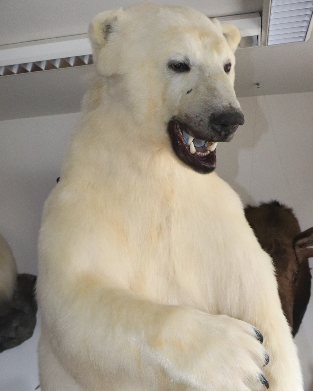 Eisbär Präparat stehend