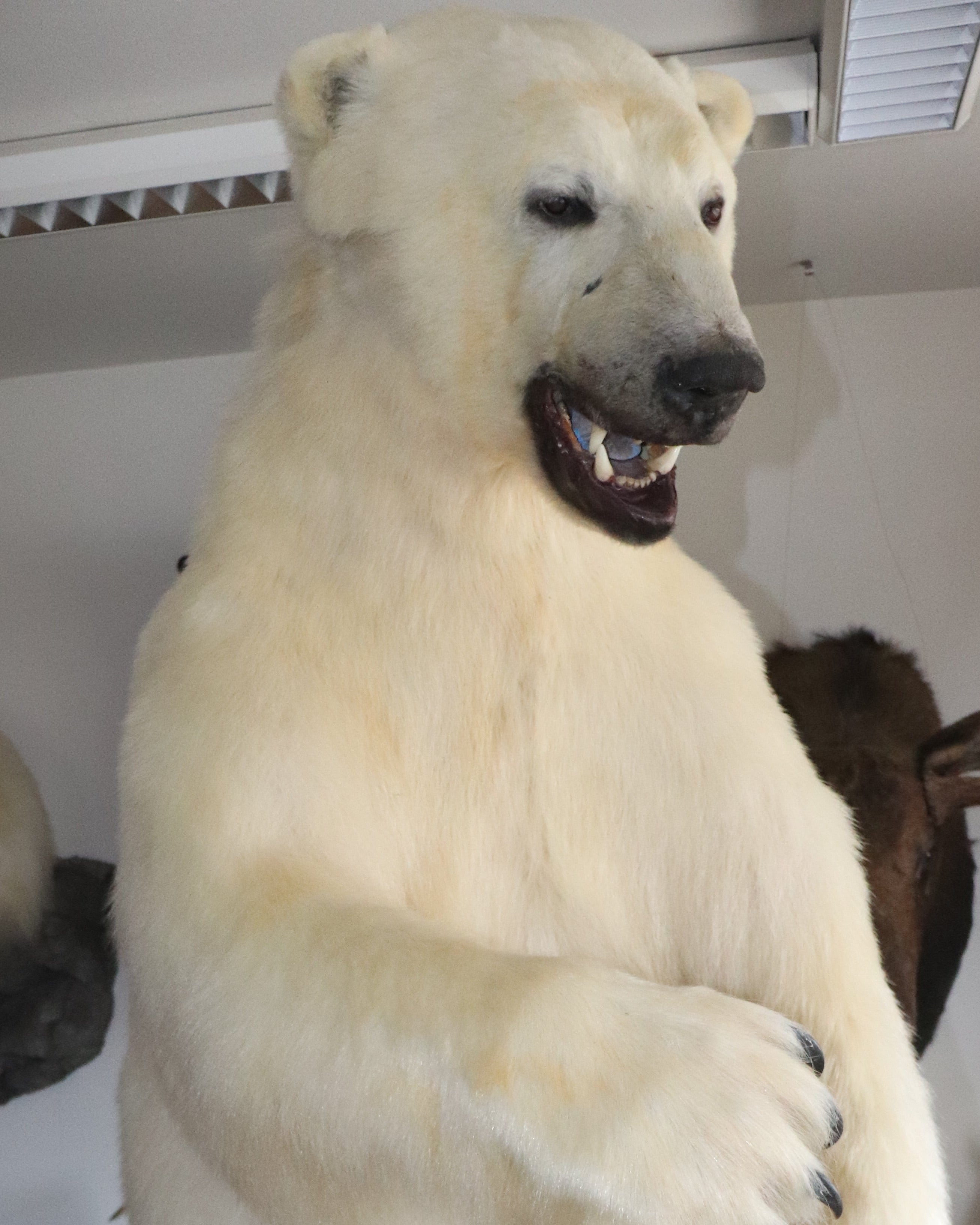 Eisbär Präparat stehend