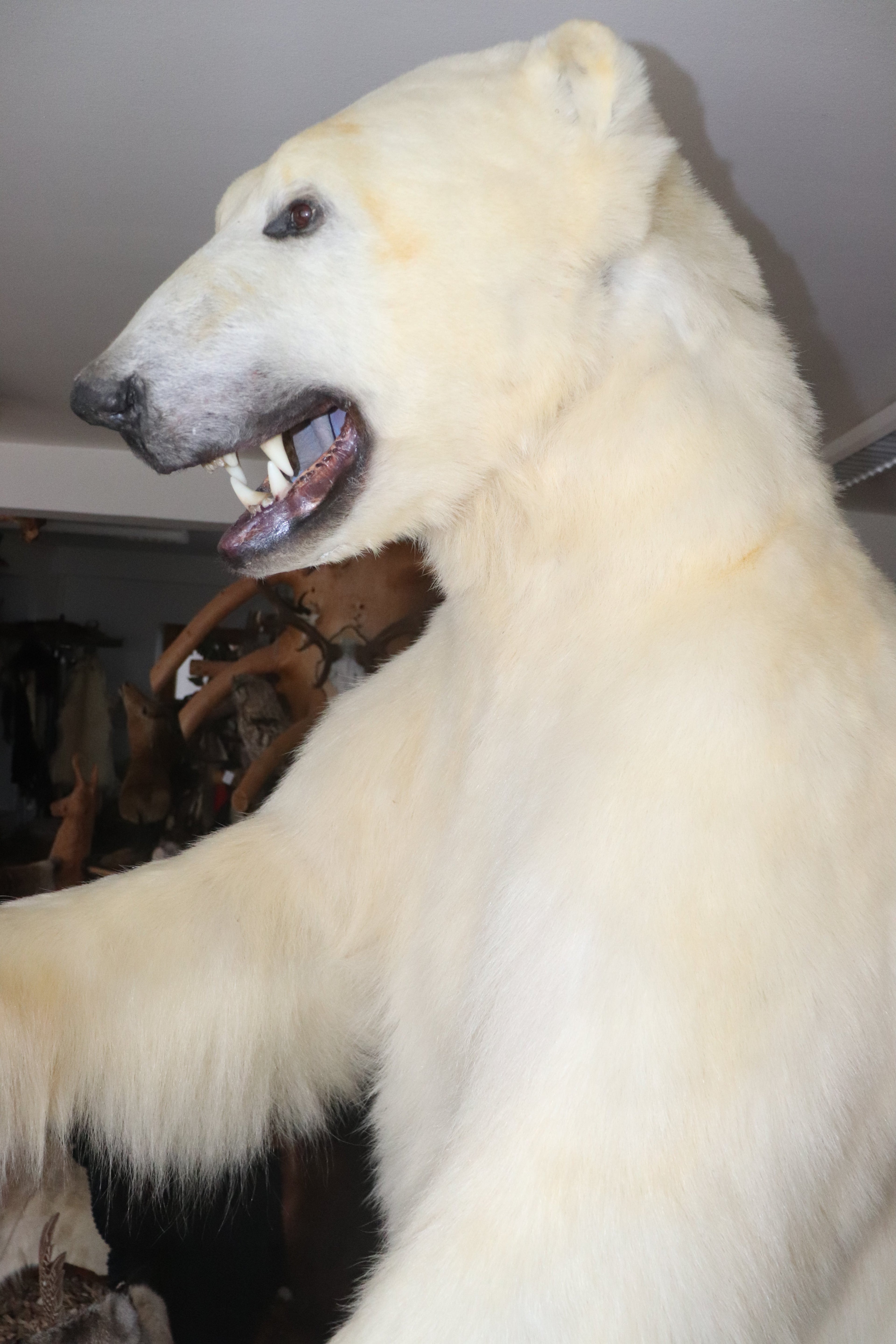 Eisbär Präparat stehend