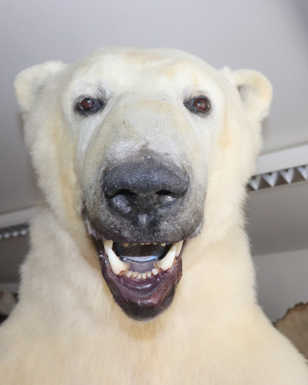 Eisbär Präparat stehend