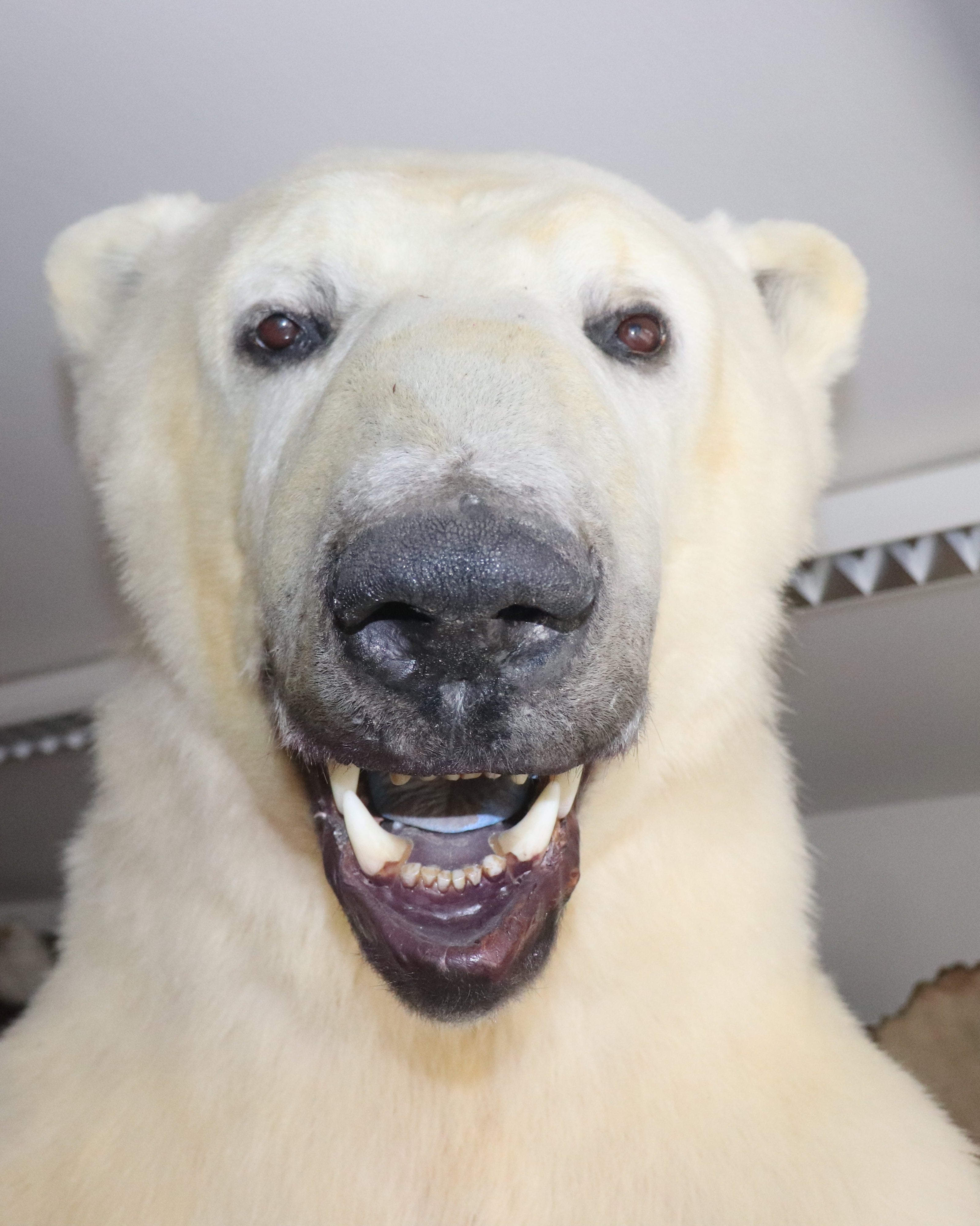 Eisbär Präparat stehend
