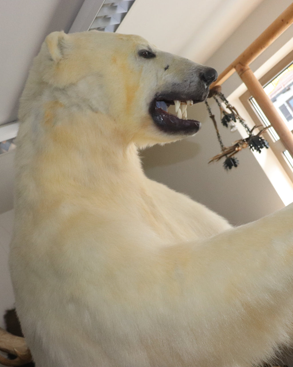 Eisbär Präparat stehend