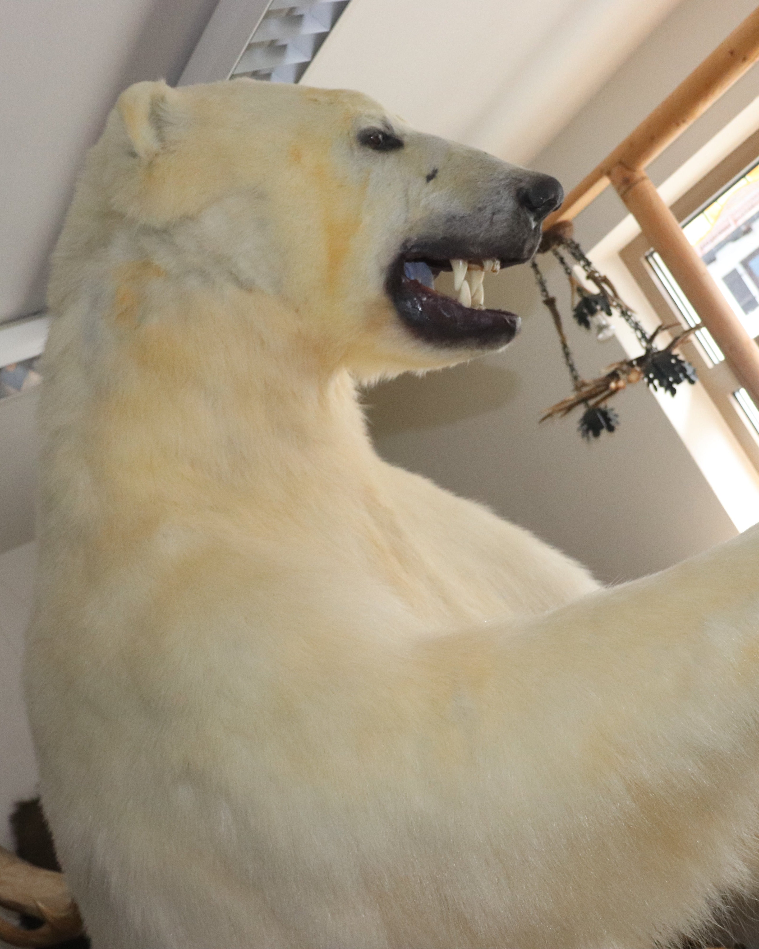 Eisbär Präparat stehend