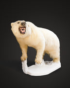 Eisbär Präparat laufend