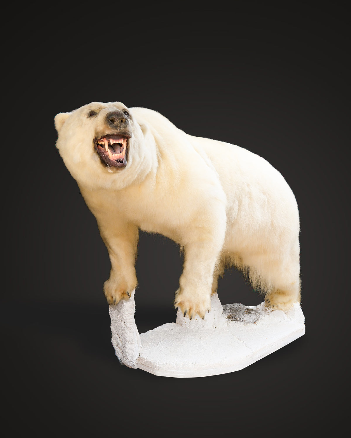 Eisbär Präparat laufend