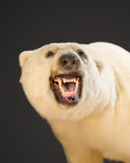 Eisbär Präparat laufend