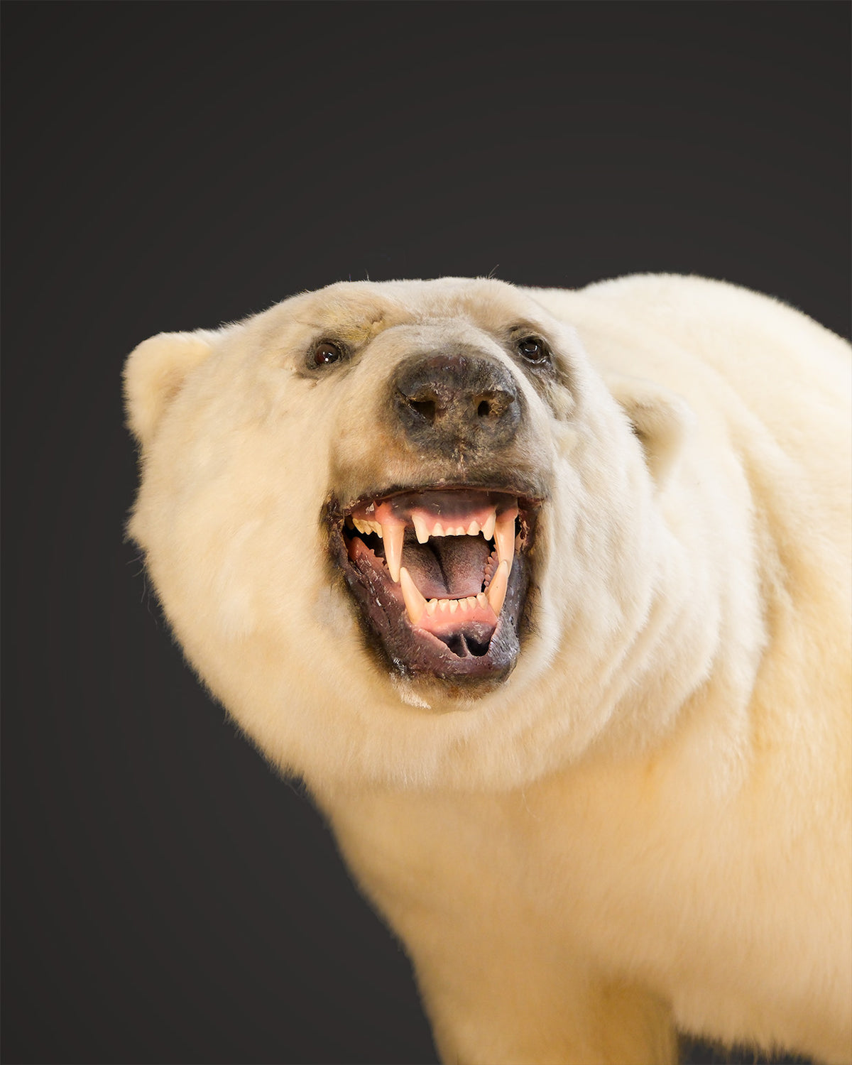 Eisbär Präparat laufend