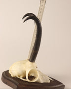 Gamsbock Geweih