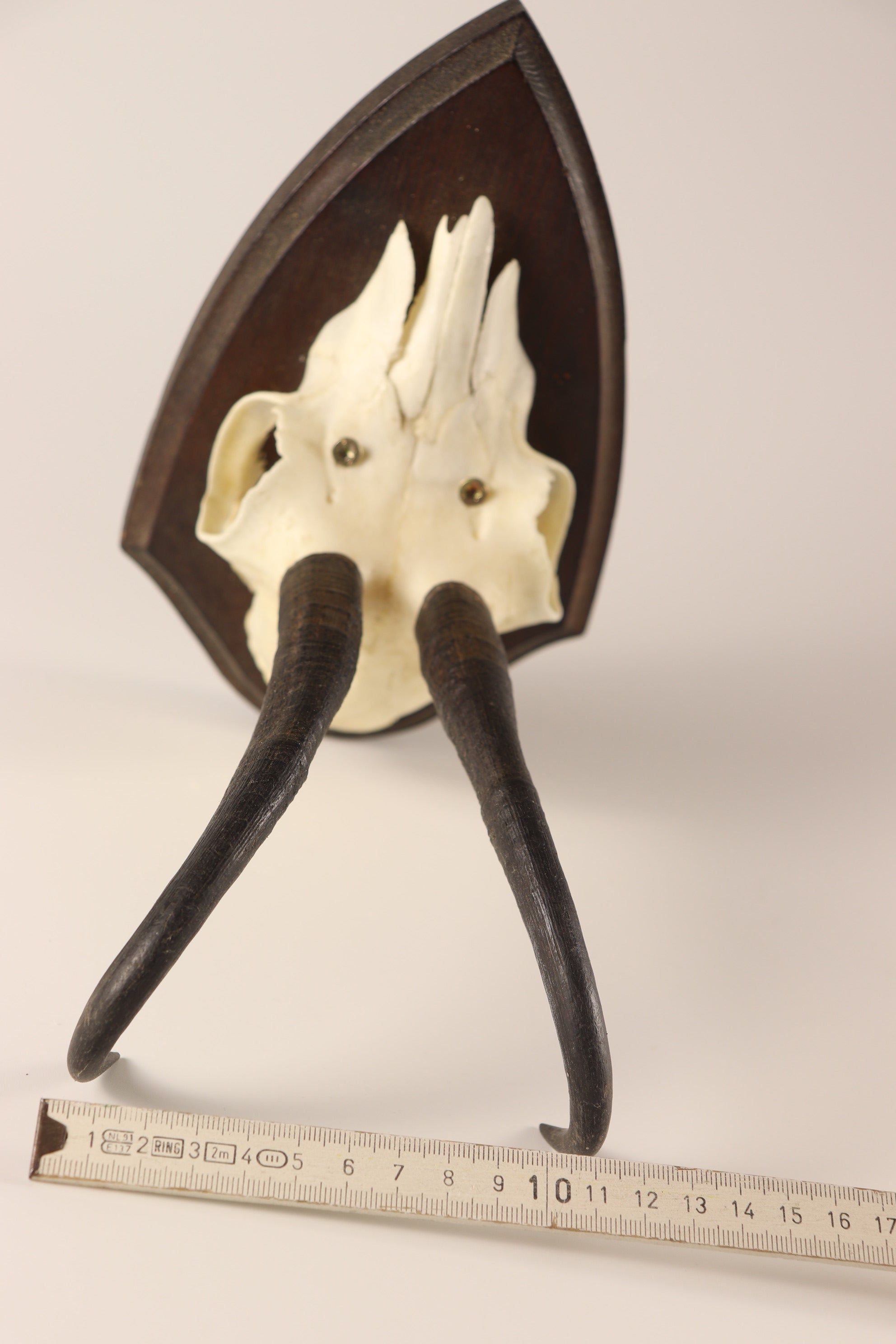 Gamsbock Geweih
