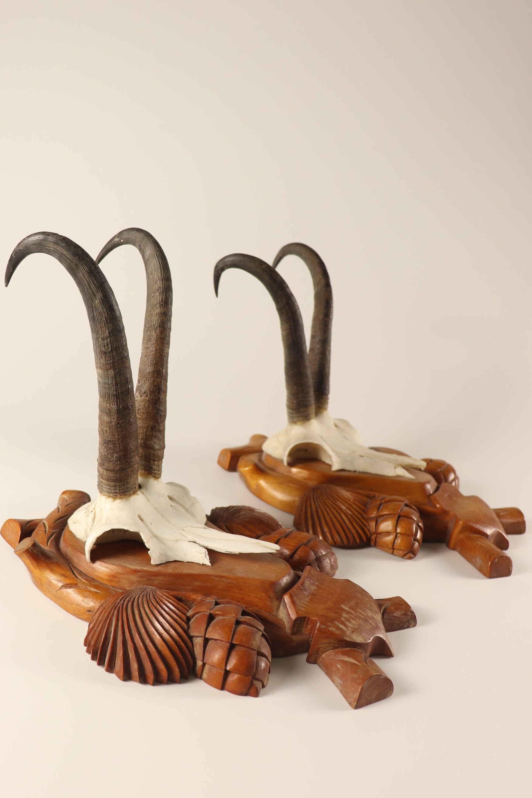 Gamsbock Geweihe