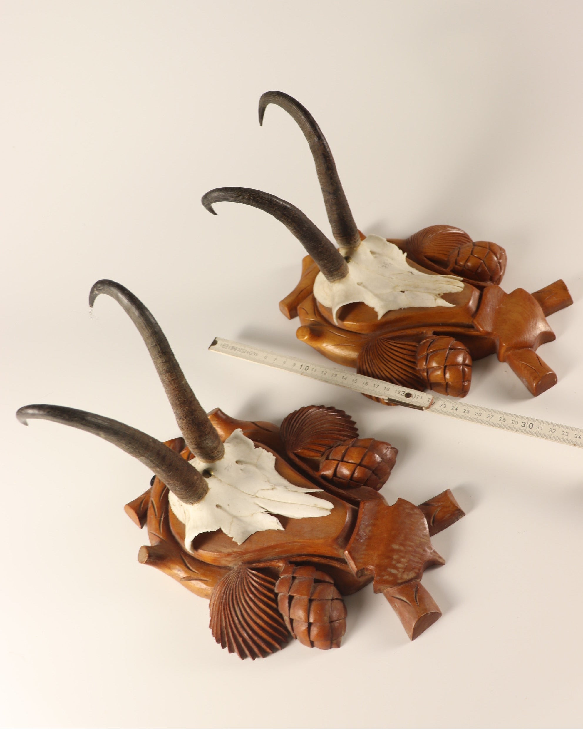 Gamsbock Geweihe