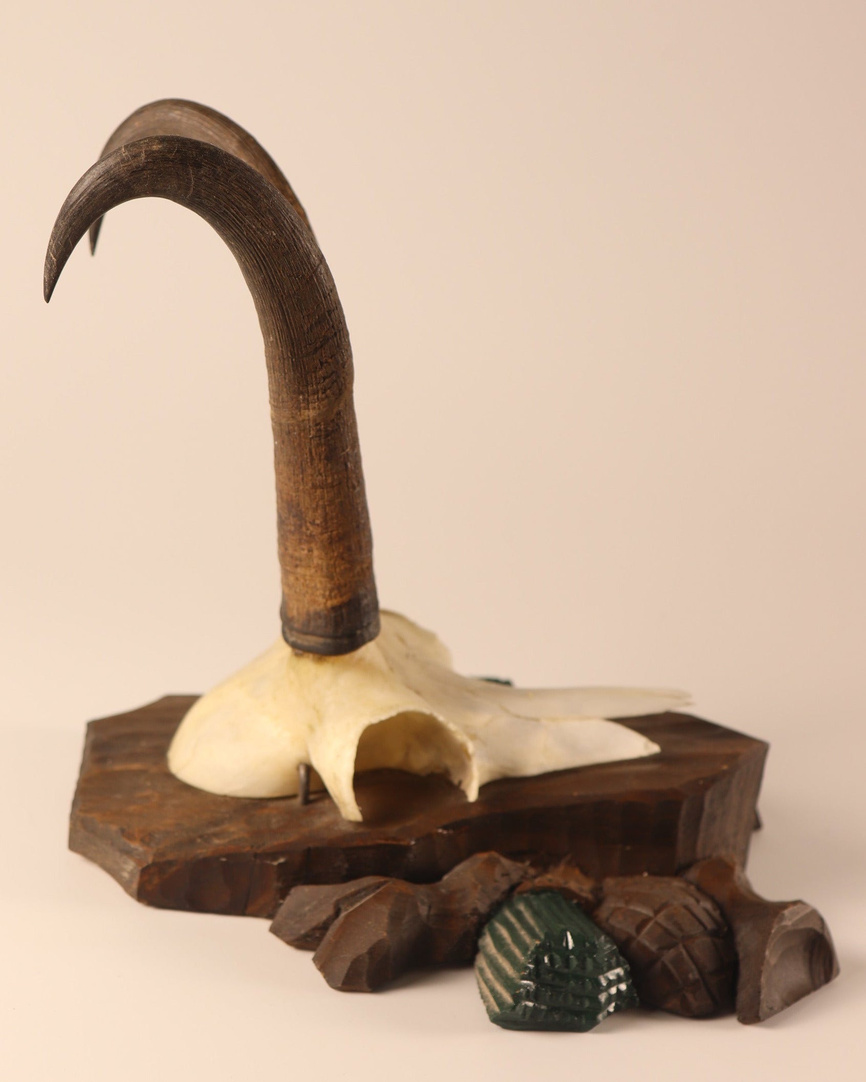 Gamsbock Geweih