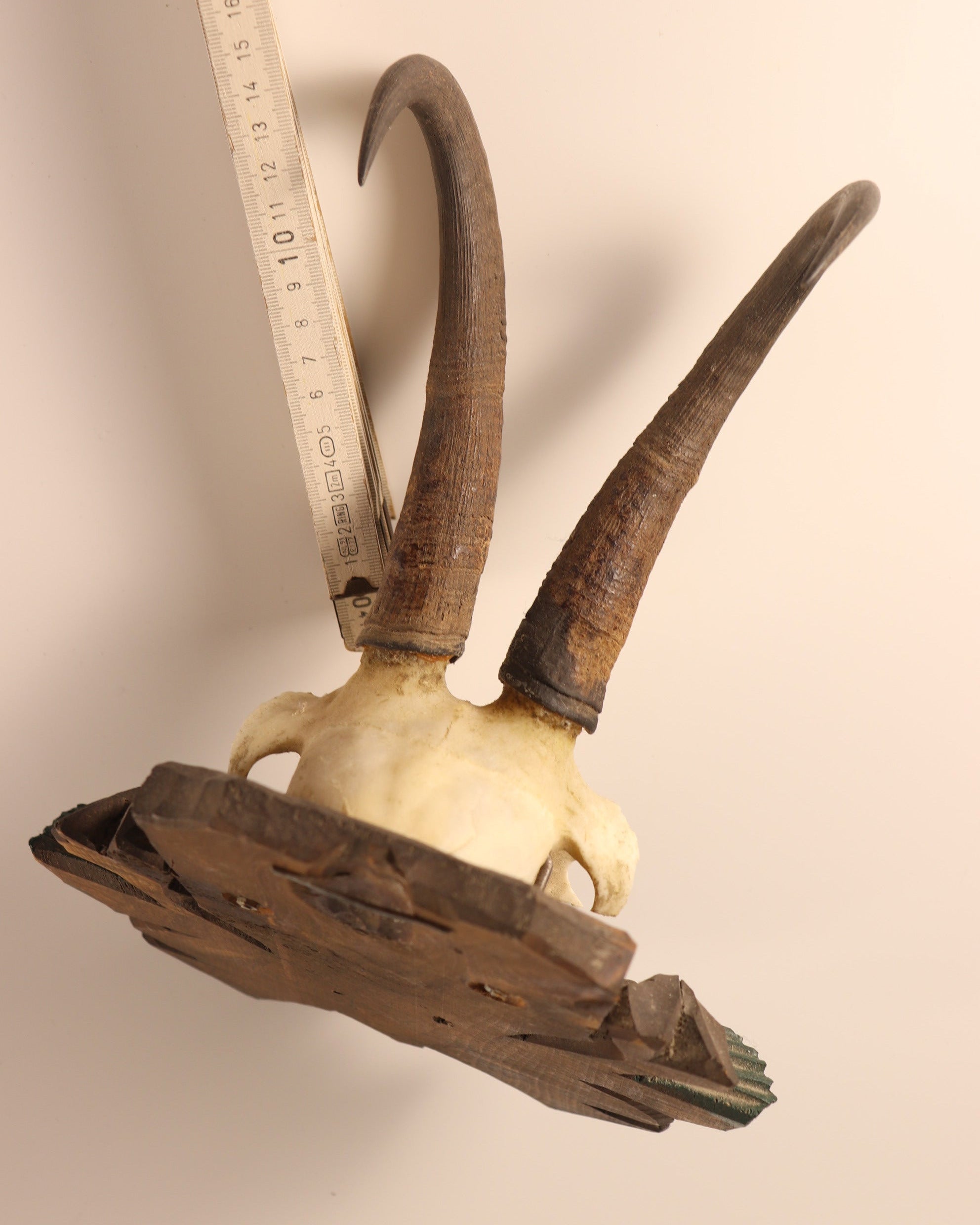 Gamsbock Geweih