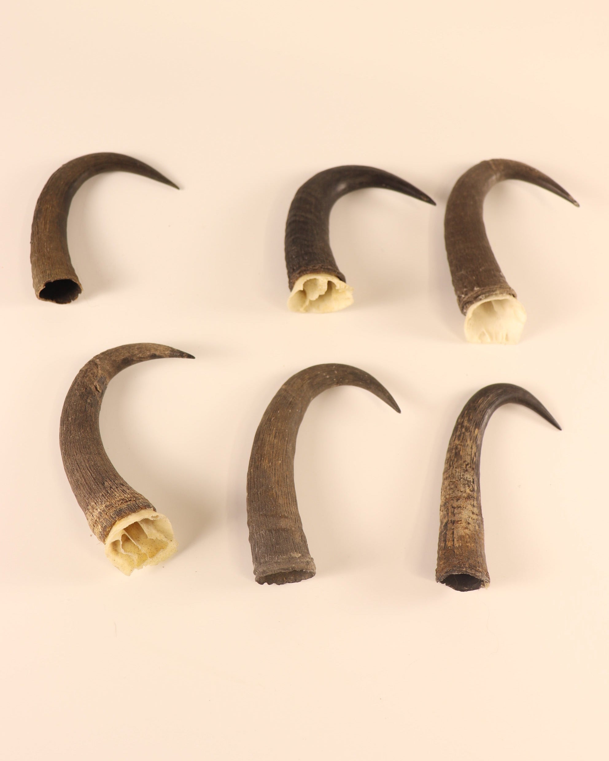 Gams-Schläuche