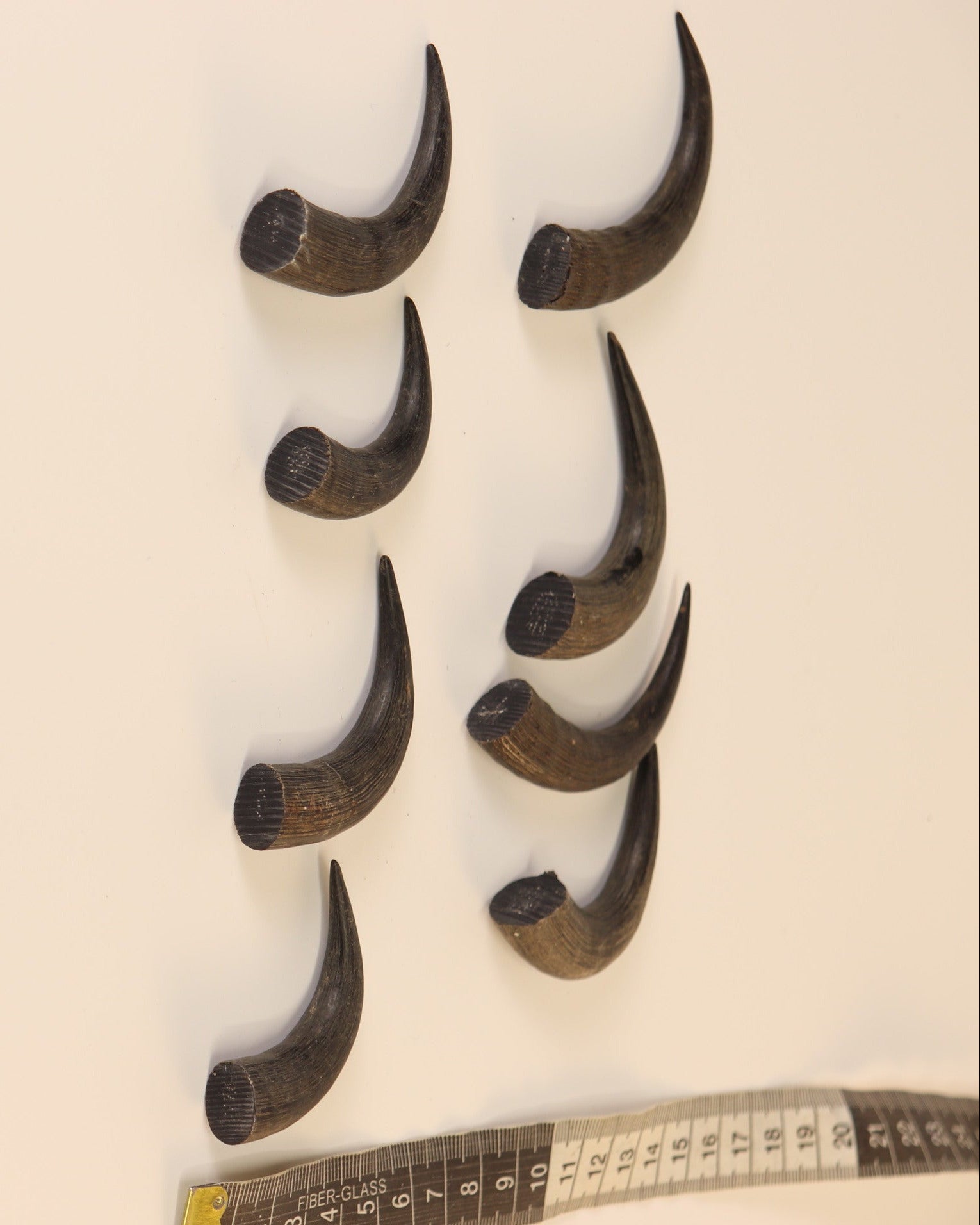 Gams-Schlauch-Spitzen