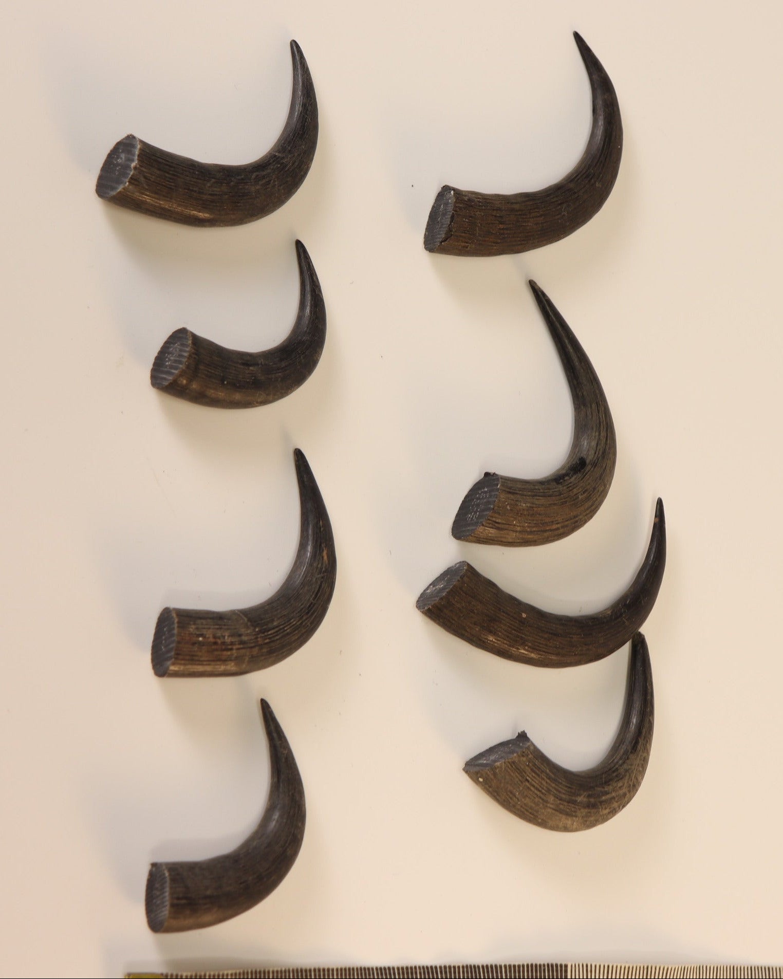 Gams-Schlauch-Spitzen