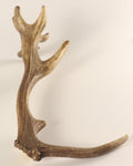 Geweih Hirschhorn Abwurfstange
