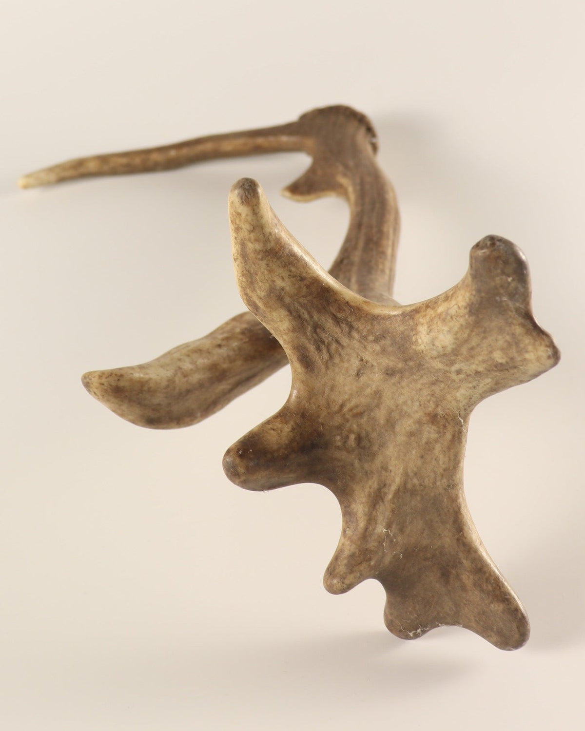 Geweih Hirschhorn Abwurfstange