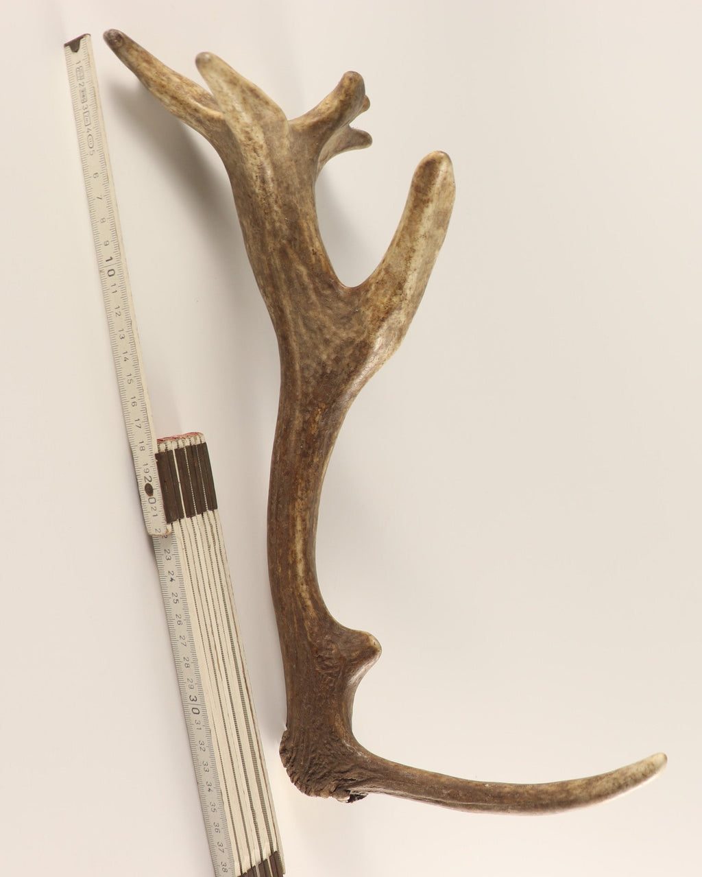 Geweih Hirschhorn Abwurfstange