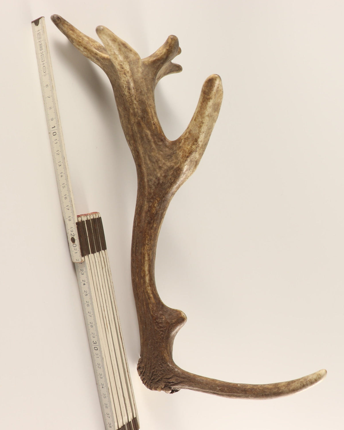 Geweih Hirschhorn Abwurfstange
