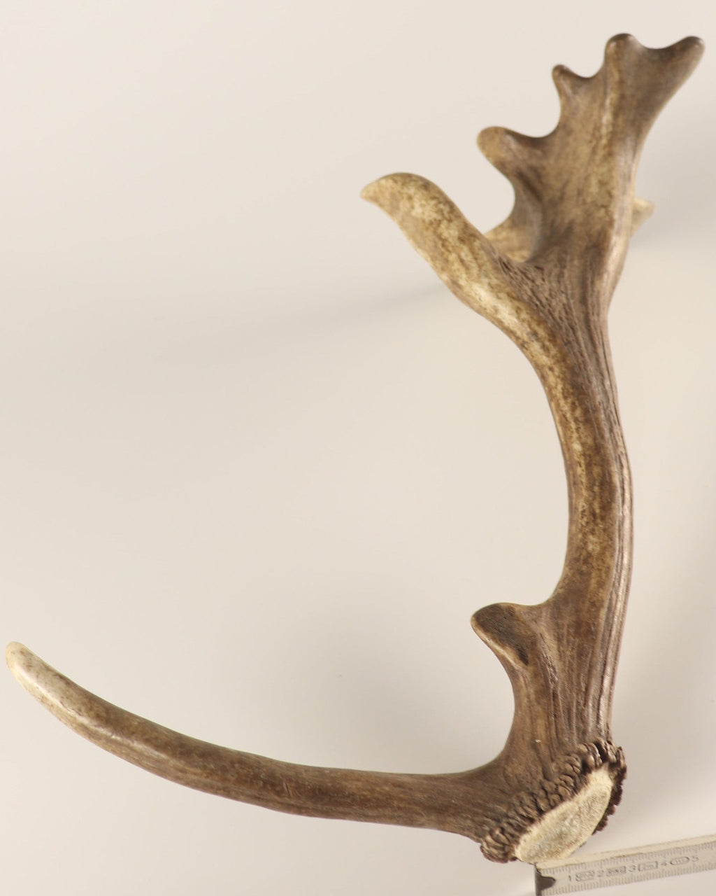 Geweih Hirschhorn Abwurfstange