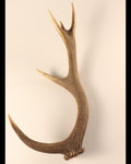 Geweih Hirschhorn Abwurfstange