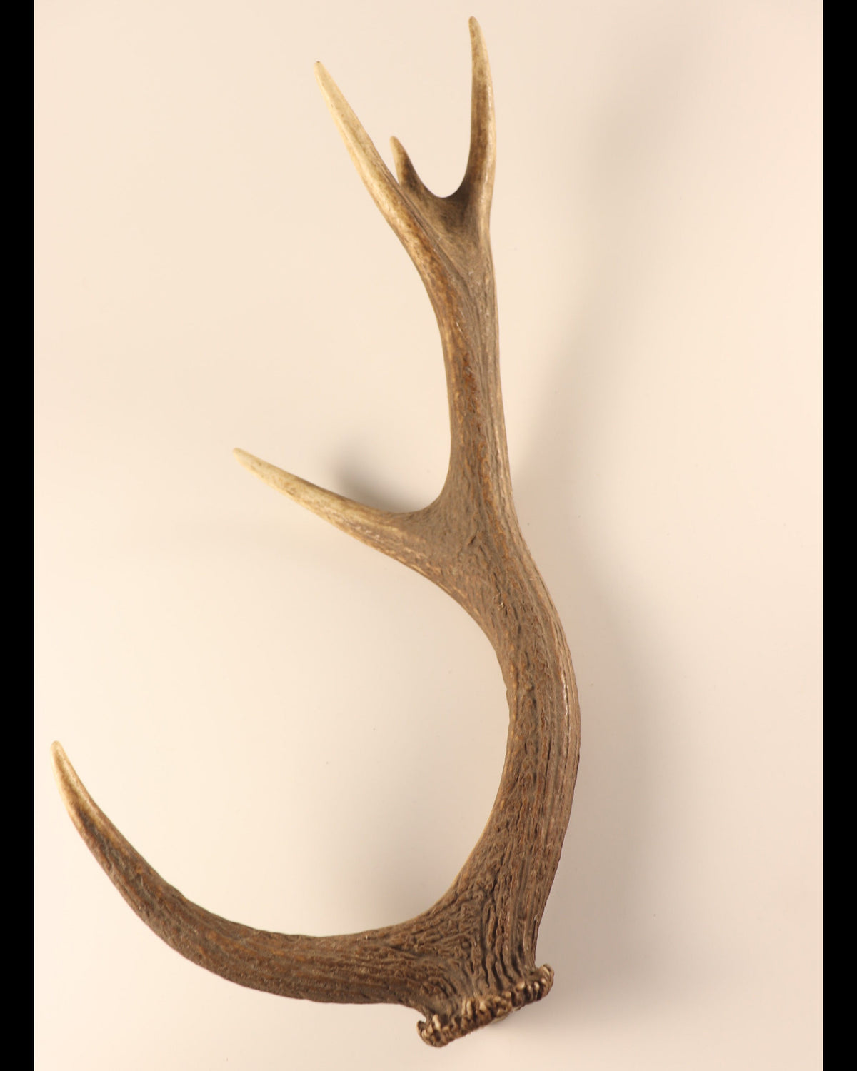 Geweih Hirschhorn Abwurfstange