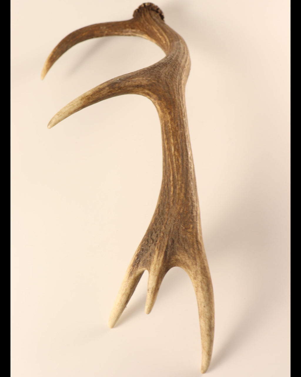 Geweih Hirschhorn Abwurfstange