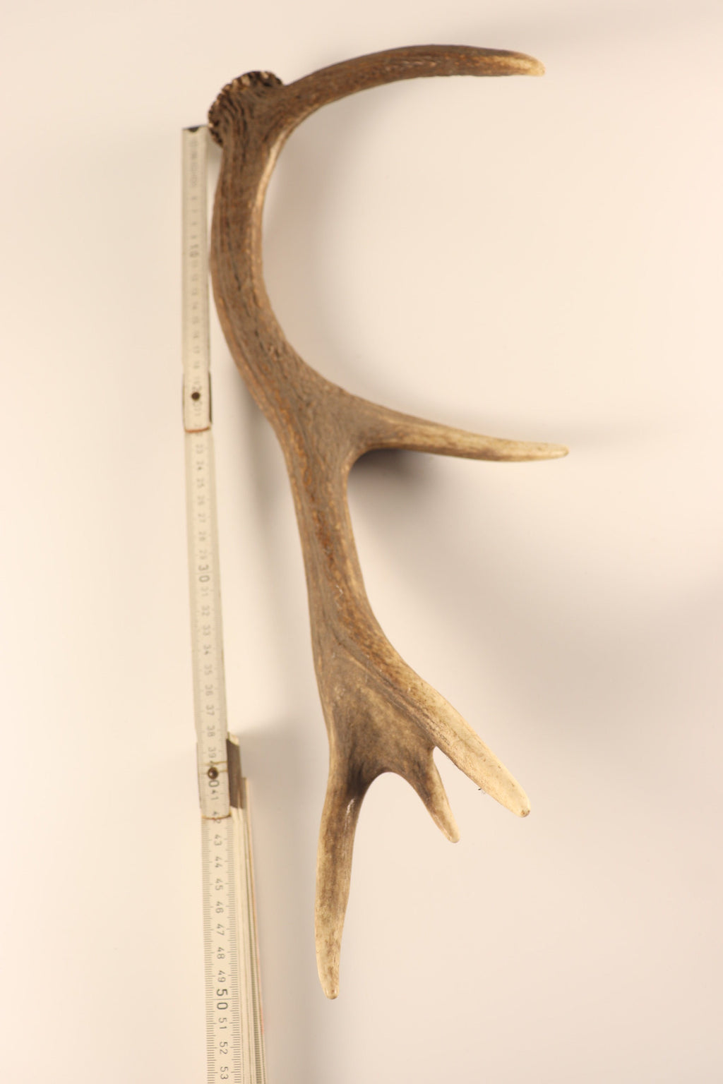 Geweih Hirschhorn Abwurfstange