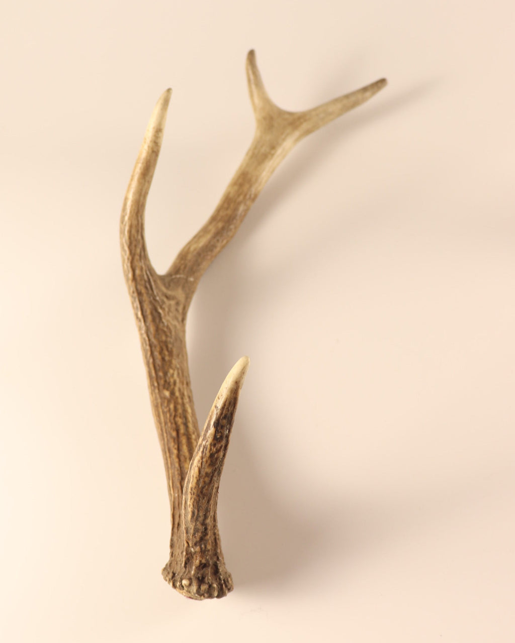 Geweih Hirschhorn Abwurfstange