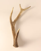 Geweih Hirschhorn Abwurfstange