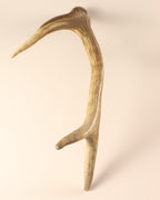 Geweih Hirschhorn Abwurfstange