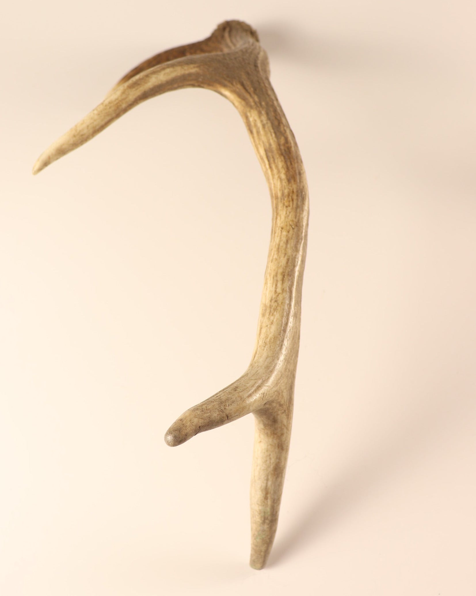 Geweih Hirschhorn Abwurfstange