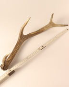 Geweih Hirschhorn Abwurfstange